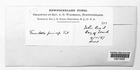 Fenestella princeps image